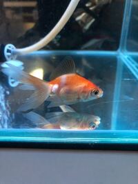 金魚が一匹だけかなり太っています 2年前に縁日ですくった 金 Yahoo 知恵袋
