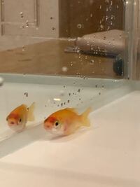 金魚屋さんに 金魚は１匹で飼わない方がいい 群れで生きる生き Yahoo 知恵袋