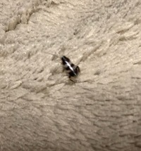 うちの犬は舌を出して寝ているのですが 1cm弱くらい 大丈夫でし Yahoo 知恵袋