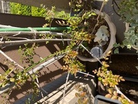 シマトネリコに水やりは必要でしょうか 庭木で育てています 昨年 Yahoo 知恵袋