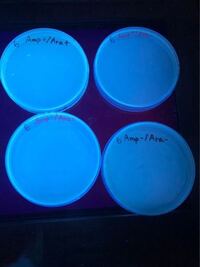 クローニング実験でトランスフォーメーションしたものをアンピシリン耐 Yahoo 知恵袋