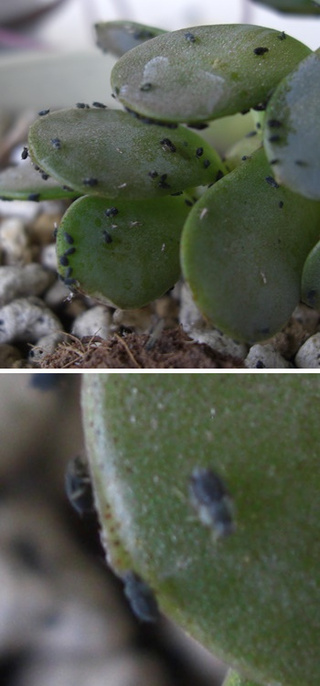 多肉植物の害虫について教えてください 先日 育てている多肉植物に黒いゴマ Yahoo 知恵袋