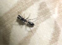 家にすごい大きいアリのような虫が出ました ﾟdﾟ 3cmぐ Yahoo 知恵袋