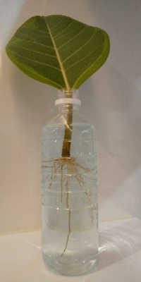 フィカスアルテシマの葉っぱを水耕栽培してみました 葉っぱの先に芽らしきも Yahoo 知恵袋