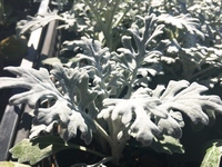 至急 鳳仙花 ホウセンカ は花屋にはありますか 島忠とかホームセンターは Yahoo 知恵袋