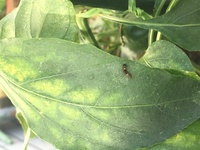 今日 ピーマンを縦に半分に切ったら毛虫みたいな虫がいました ３センチくら Yahoo 知恵袋