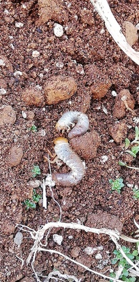 画像の虫がわかる方教えてください 観葉植物 ウンベラータ の土に虫が見つか Yahoo 知恵袋