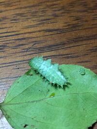 植物 ツルウメモドキについて 雄雌があることは知っています Yahoo 知恵袋