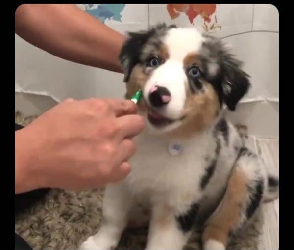 ボーダーコリーを家の中で飼うのはやっぱり難しいですか？ - ボーダー 