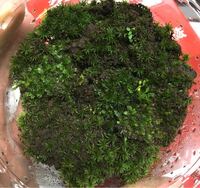 スナゴケを箱のキットのようなもので育てているのですが 去年の春の時点では写真 Yahoo 知恵袋