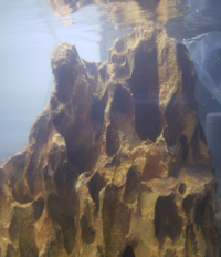 日本で一番大きな熱帯魚屋さんは Pd熱帯魚センター 東京都武蔵村山市 でしょう Yahoo 知恵袋