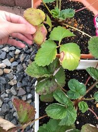 定植したばかりのイチゴの葉の外周が茶色に枯れてきてしまいました どうしたらよい Yahoo 知恵袋