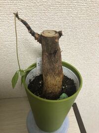 パキラの葉が落ちて 幹だけになってしまいました 観葉植物のパキラを Yahoo 知恵袋