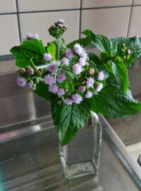 この花の名前を教えて下さい アゲラタムです Yahoo 知恵袋