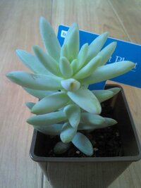 多肉植物ですが 名前がわかりません ダイソーで買いました わかる方いたら Yahoo 知恵袋