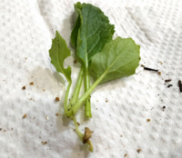 野菜の春菊は虫が付きません 家庭菜園をやっていますが 春菊は殺 Yahoo 知恵袋