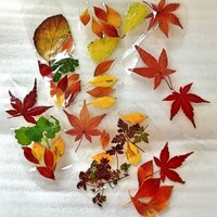 赤く紅葉した落ち葉を変色しない保存の仕方を教えて下さい 紅葉の鮮やかな色に Yahoo 知恵袋