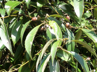 どんぐり目とはどういう目ですか 今日ネット上で どんぐり目 という言葉 Yahoo 知恵袋