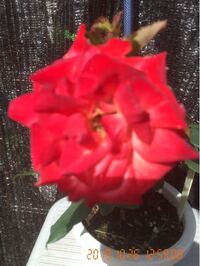 三年前から実生をはまって 百種の木本タネを採種 催芽して発芽さ Yahoo 知恵袋