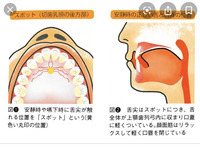 の 正しい 位置 舌 正しい舌の位置を覚えるだけで小顔矯正と同じ効果が得られる！？