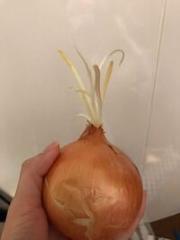 玉ねぎの芽って食べないほうがいいと聞きました なぜですか Yahoo 知恵袋