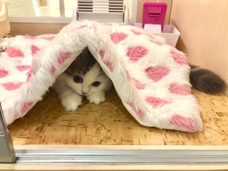 こんばんはねこを飼ってる皆さん皆さんのねこちゃんは秘密基地を持 2ページ目 Yahoo 知恵袋