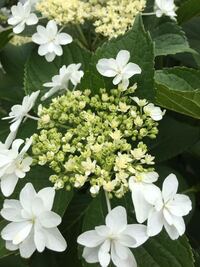 こちらの花はガクアジサイ 隅田の花火 でしょうか 花の名 Yahoo 知恵袋