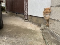 この写真の猫の種類を教えてください 仕事の訪問先で出会った人懐 Yahoo 知恵袋