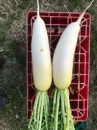 収穫した大根に茶色の斑点があります 何か病害でしょうか Yahoo 知恵袋
