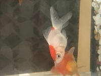 ポインセチアの穴について教えて下さい ポインセチアがちょっと元気無くな Yahoo 知恵袋