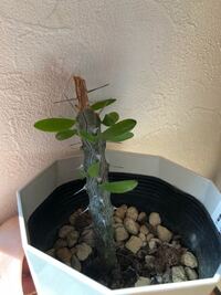 ミモザの切花をいただきました ミモザを我が家にも植えたいのですが挿し木って可能 Yahoo 知恵袋