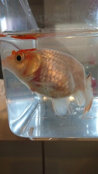 飼っている金魚が 一昨日より出血しています 元気がなく 底でじっとして Yahoo 知恵袋