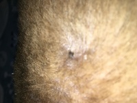 犬の顔にあるコリコリしたやって何ですか 下顎両頬っぺた両耳横にあります Yahoo 知恵袋