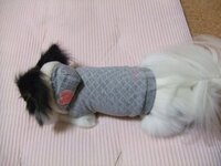 犬の服のサイズ直しをしているお店をご存知ないですか 愛犬の誕生 Yahoo 知恵袋