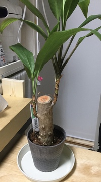観葉植物 大きめのもの を室内のおくと 必ず小虫がわきます なぜでしょう Yahoo 知恵袋