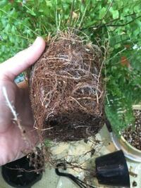 ネフロピレス ボストンブルーベルの植え替えなんですが、 写真のように根がスポンジ状に根詰まりしていて、根を解くにも固まっていて無理だし、どうしていいかわかりません(^◇^;)
助けてください