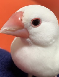 文鳥のくちばしの先が はがれています 栄養不足なのか生え変わり Yahoo 知恵袋