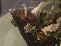 エキスパートの皆様 教えてください マガキガイの背中に小さな貝のようなも Yahoo 知恵袋