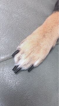 支給犬爪の出血について今日の夜8 00頃に犬の爪を切りました その時誤って Yahoo 知恵袋