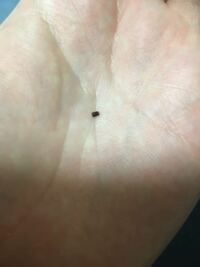 これはゴキブリの糞でしょうか 米の中に入ってました Yahoo 知恵袋