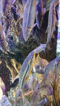 海で釣れたのですが この魚はウグイですよね ちなみに 3匹釣れたのです Yahoo 知恵袋