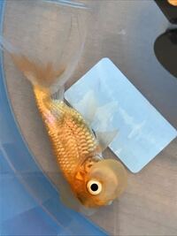 金魚の酸素が多すぎになることってないのですか ６月に祭で金魚を飼って少し Yahoo 知恵袋