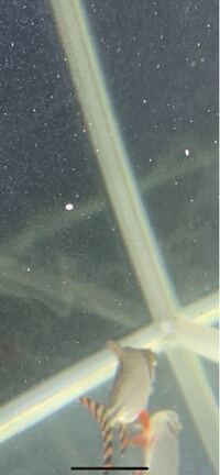 ほっき貝は甲殻類ですか 貝は貝類ですね 甲殻類は 海老や蟹です Yahoo 知恵袋