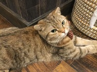 懐かない雌猫について 子猫の時に引き取った雌猫がいます 兄妹で引き取 Yahoo 知恵袋