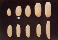 鼻の毛穴に潜む固まった油を 毛抜きで抜いてるんだけどこれって肌 Yahoo 知恵袋