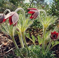 この花なんですか あと 花言葉を教えてください オキナグサです 花 Yahoo 知恵袋