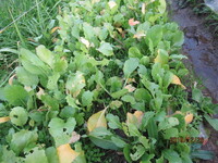 スイカがソフトボールの大きさからなかなか大きくなりません 肥料不 Yahoo 知恵袋