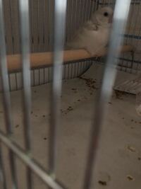 飼育本を見たら オスの文鳥は愛情表現でくちばしを擦りつけます と Yahoo 知恵袋