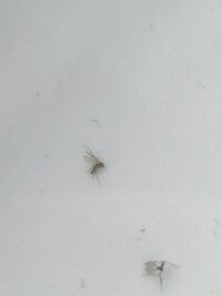この虫が家の特定の窓枠一箇所付近で大量に死んでます 他の Yahoo 知恵袋