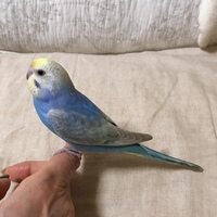 私の飼っているインコの足の色がおかしくて出してみてみると紫色で少し腫れて Yahoo 知恵袋